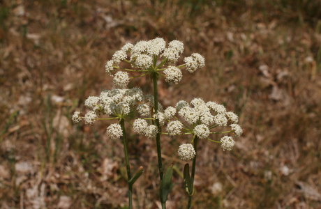 Hirschwurz- Haarstrang (Peucedanum cervaria) - © Emanuel Trummer